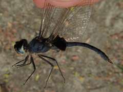 Urothemis edwardsii