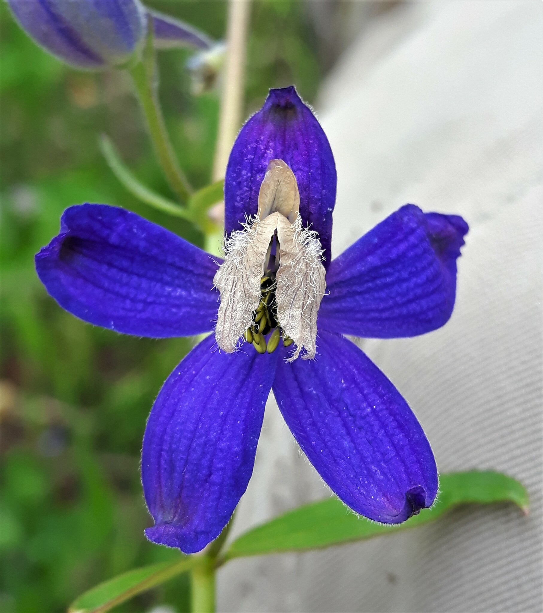 Delphinium