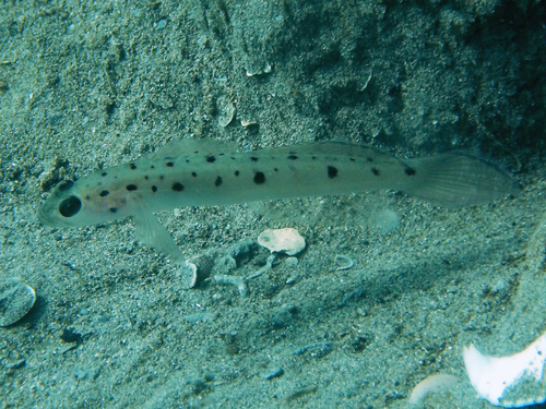 Vanderhorstia ambanoro