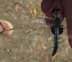 Urothemis edwardsii