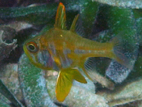 Ostorhinchus nigripes