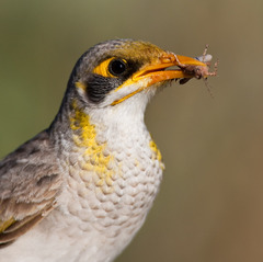 Yellow-Throated Miner photo 2