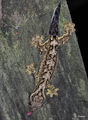 Thecadactylus solimoensis