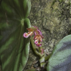 Begonia mazae, photograph (c) Matteo Cassella, some rights reserved (CC BY-SA)