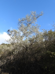 Cercocarpus betuloides blancheae
