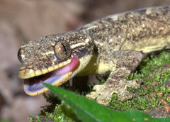 Thecadactylus solimoensis