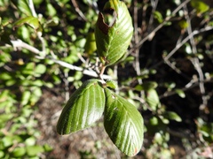 Cercocarpus betuloides blancheae