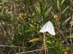 Neuromelia selectata