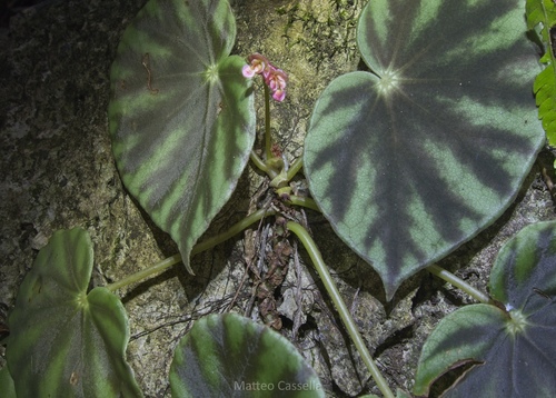 Begonia mazae