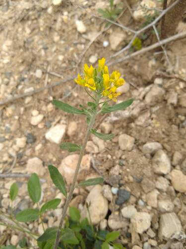 Physaria densiflora observed 2023-03-12