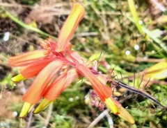 Castilleja tenuifolia