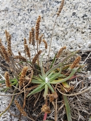 Plantago maritima juncoides