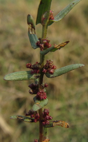 Image of Ammannia prieuriana by (c) Robert Taylor, some rights reserved (CC BY)