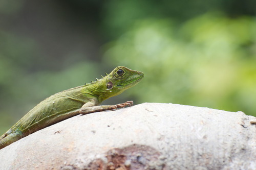 Hypsilurus modestus observed 2023-01-23