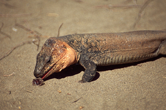 Gallotia stehlini