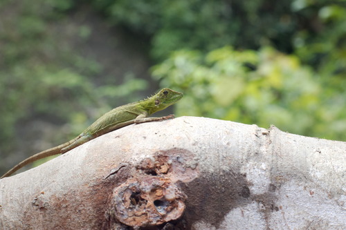 Hypsilurus modestus observed 2023-01-23