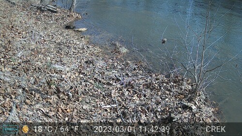 Domestic Mallard photographed in West Virginia