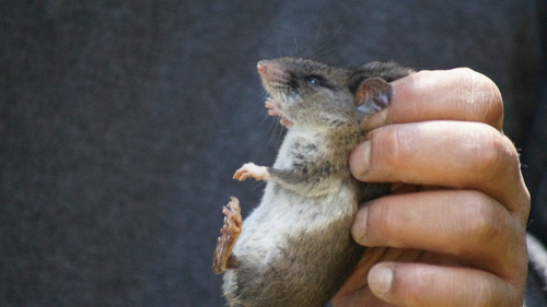 Mexican Deermouse (Peromyscus mexicanus)