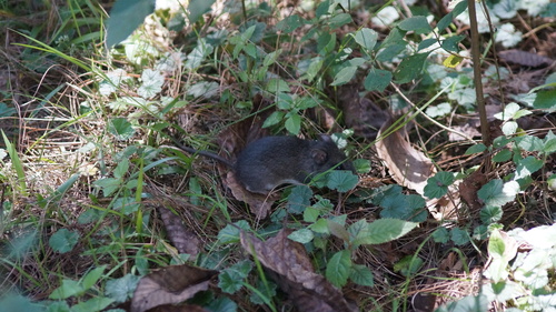 Blackish Deermouse