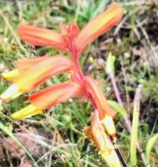 Castilleja tenuifolia