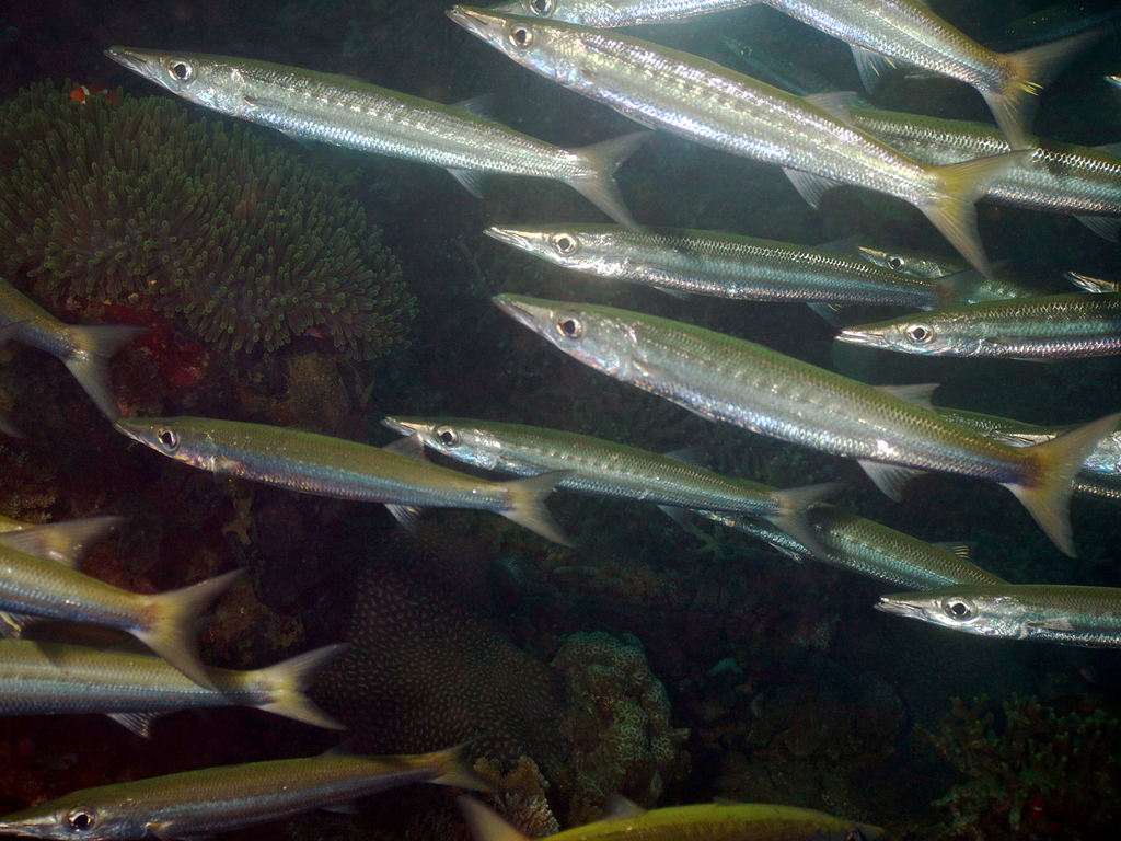 Heller's barracuda