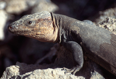 Gallotia stehlini
