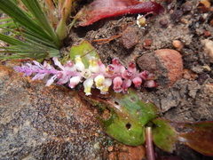 Lachenalia membranacea