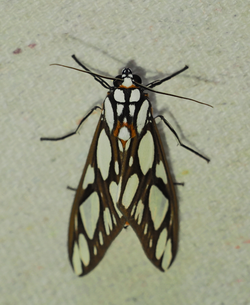 Robinsonia multimaculata