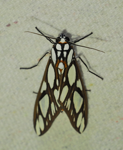 Robinsonia multimaculata