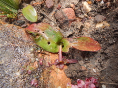 Lachenalia membranacea