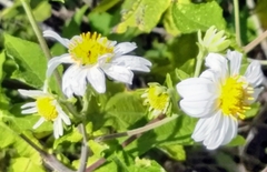 Montanoa grandiflora