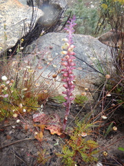 Lachenalia membranacea