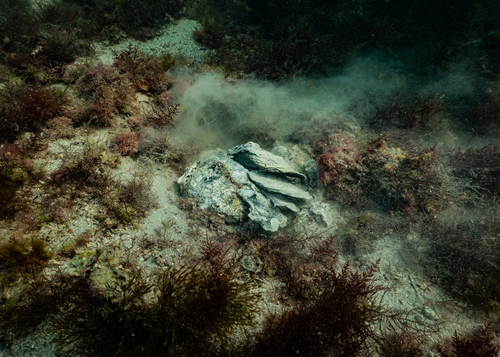 Southern Flat Oyster, photo 9 of 10