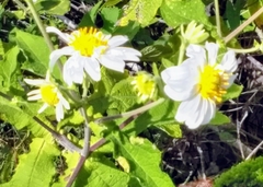 Montanoa grandiflora