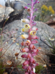 Lachenalia membranacea