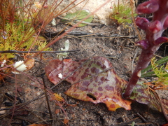 Lachenalia membranacea