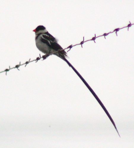 Vidua macroura