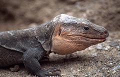 Gallotia stehlini