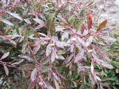 Maytenus acuminata