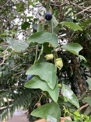 Passiflora biflora image