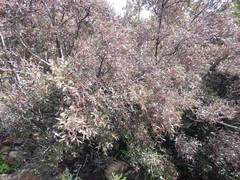 Maytenus acuminata