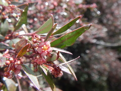 Maytenus acuminata