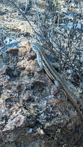 Mountain Curlytail Lizard, Leiocephalus raviceps