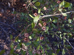 Ceanothus megacarpus insularis