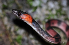 Siphlophis compressus