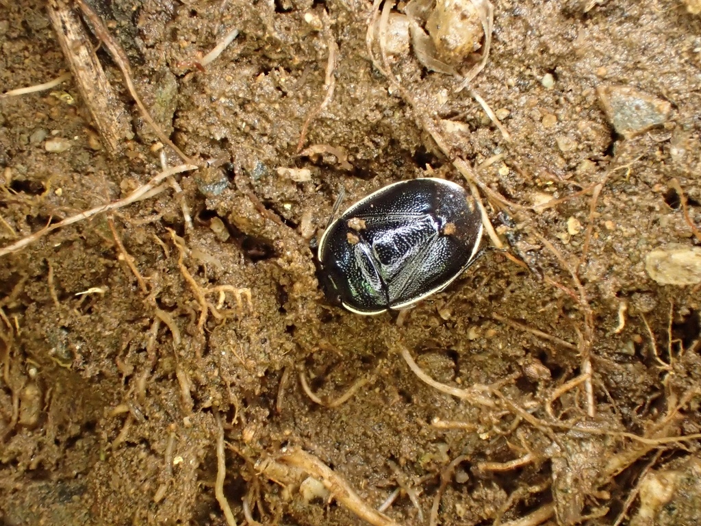 Canthophorus niveimarginatus