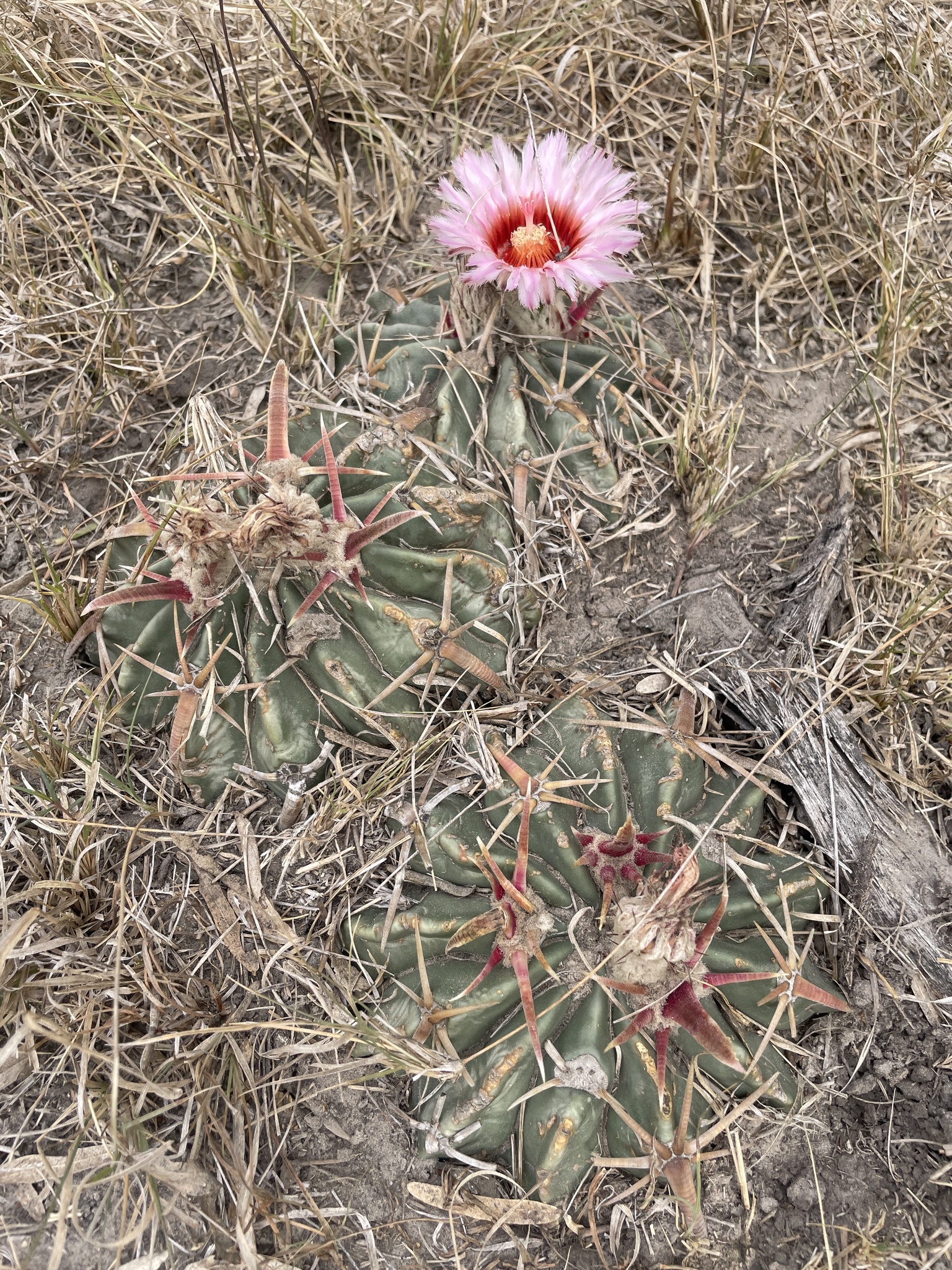 hedgehog and cactus Hedgehog Cactus-Echinocereus
