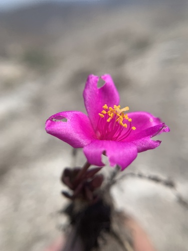 Grahamia coahuilensis