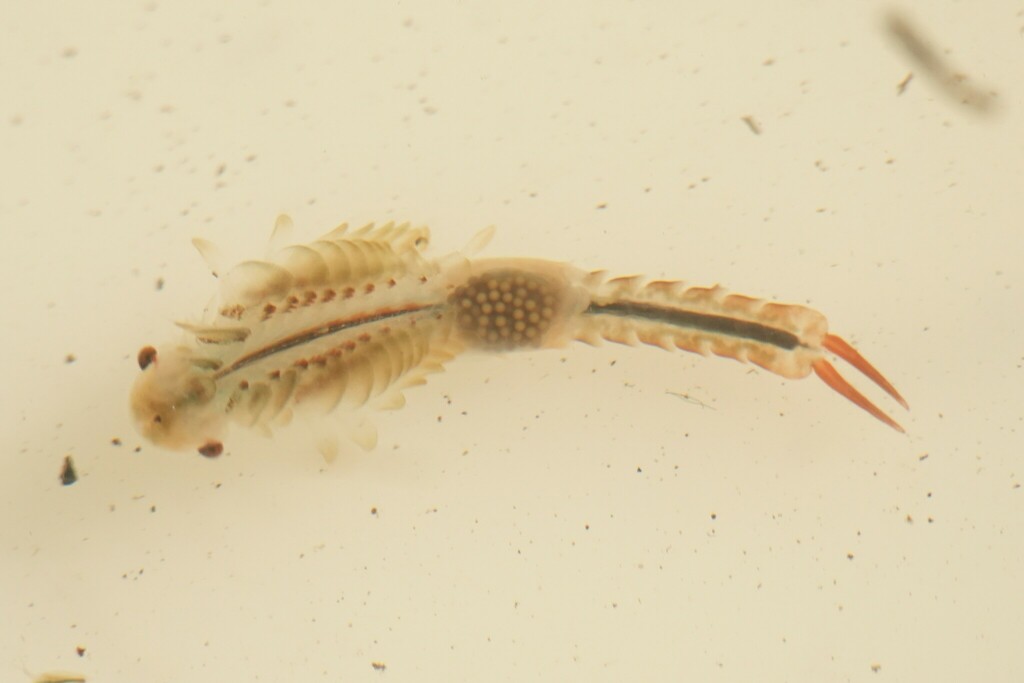 Ethologist Fairy Shrimp