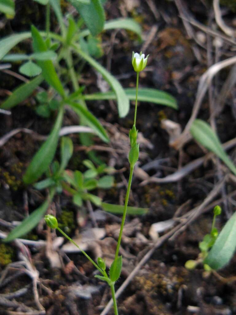 Hilly Sandwort